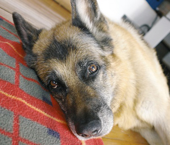 Sad senior dog Sad senior dog